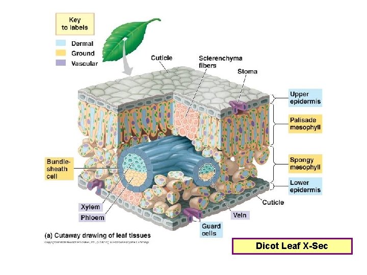 Dicot Leaf X-Sec 