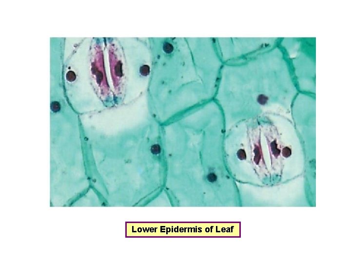 Lower Epidermis of Leaf 