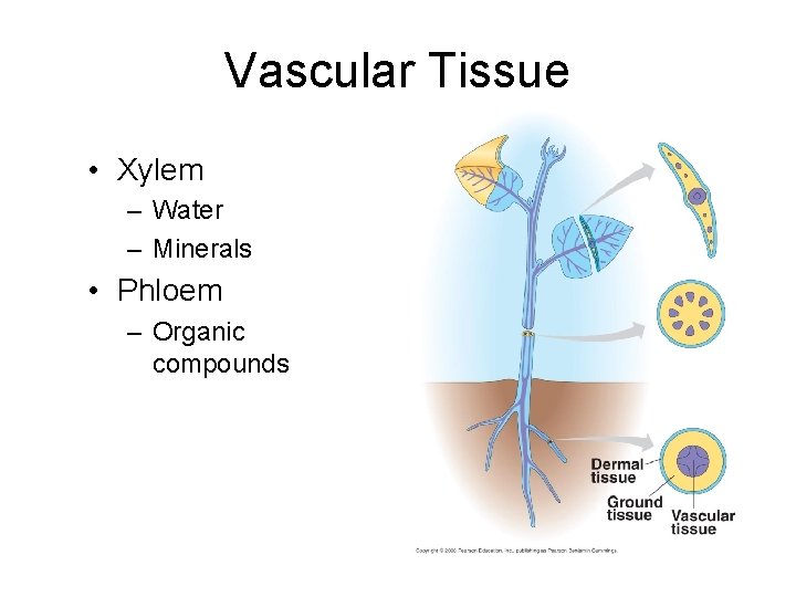 Vascular Tissue • Xylem – Water – Minerals • Phloem – Organic compounds 