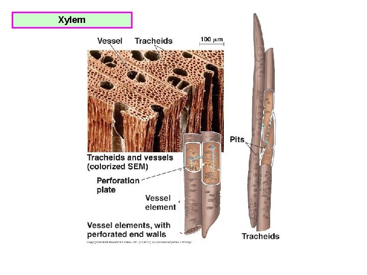 Xylem 