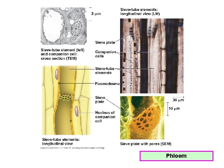 Phloem 