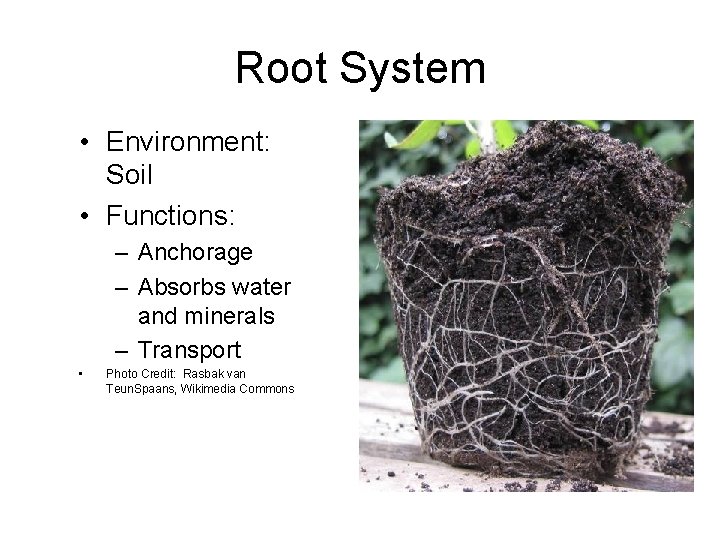 Root System • Environment: Soil • Functions: – Anchorage – Absorbs water and minerals