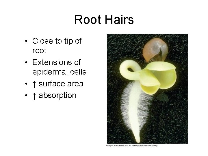 Root Hairs • Close to tip of root • Extensions of epidermal cells •