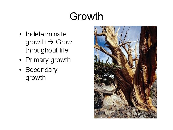 Growth • Indeterminate growth Grow throughout life • Primary growth • Secondary growth 