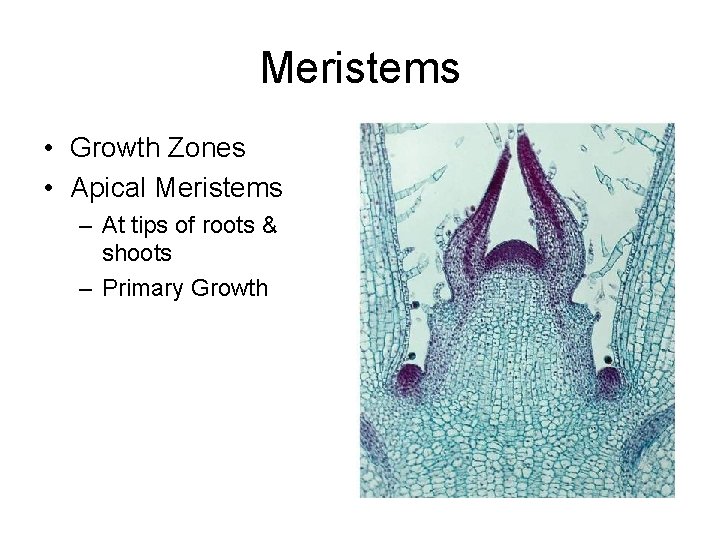 Meristems • Growth Zones • Apical Meristems – At tips of roots & shoots