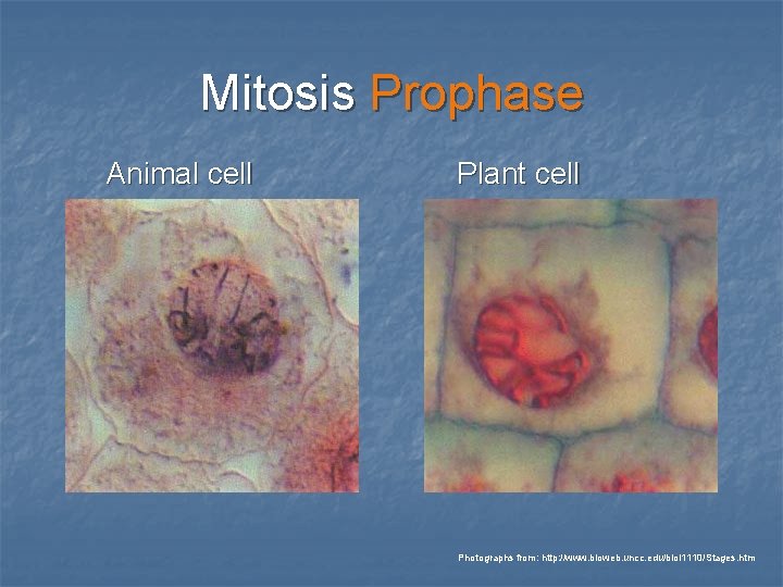 Mitosis Prophase Animal cell Plant cell Photographs from: http: //www. bioweb. uncc. edu/biol 1110/Stages. Mitosis Prophase Animal cell Plant cell Photographs from: http: //www. bioweb. uncc. edu/biol 1110/Stages.