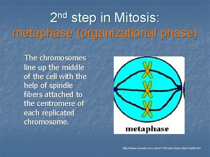 2 nd step in Mitosis: metaphase (organizational phase) The chromosomes line up the middle 2 nd step in Mitosis: metaphase (organizational phase) The chromosomes line up the middle