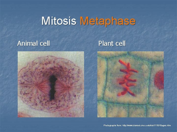 Mitosis Metaphase Animal cell Plant cell Photographs from: http: //www. bioweb. uncc. edu/biol 1110/Stages.