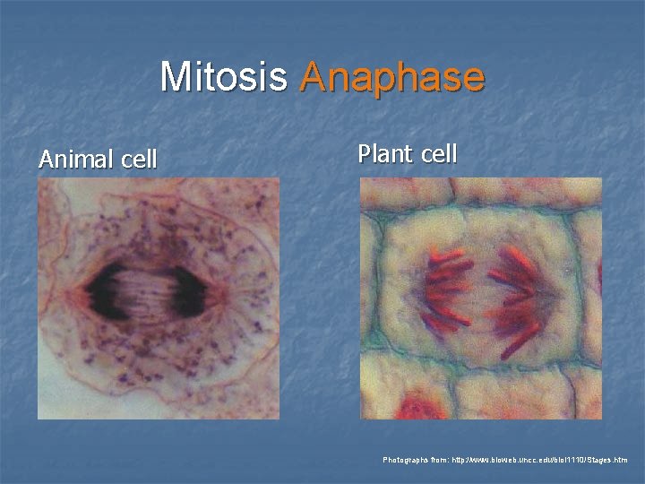 Mitosis Anaphase Animal cell Plant cell Photographs from: http: //www. bioweb. uncc. edu/biol 1110/Stages. Mitosis Anaphase Animal cell Plant cell Photographs from: http: //www. bioweb. uncc. edu/biol 1110/Stages.