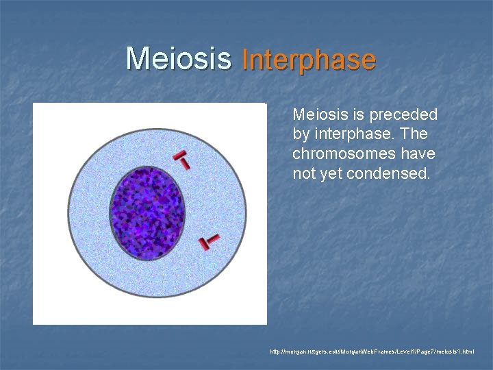 Meiosis Interphase Meiosis is preceded by interphase. The chromosomes have not yet condensed. http: