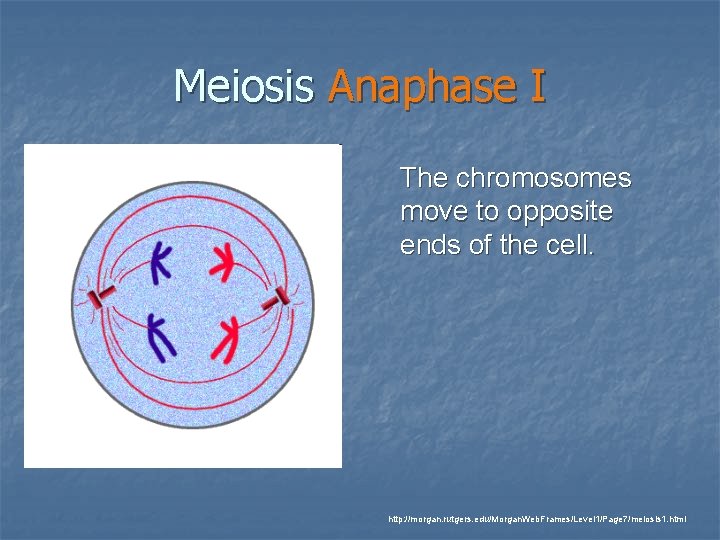 Meiosis Anaphase I The chromosomes move to opposite ends of the cell. http: //morgan.