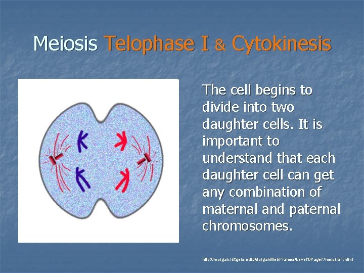 Meiosis Telophase I & Cytokinesis The cell begins to divide into two daughter cells. Meiosis Telophase I & Cytokinesis The cell begins to divide into two daughter cells.