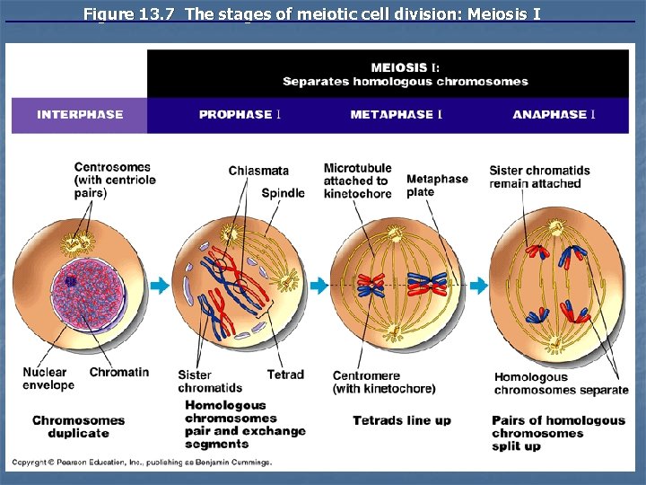 Figure 13. 7 The stages of meiotic cell division: Meiosis I Figure 13. 7 The stages of meiotic cell division: Meiosis I