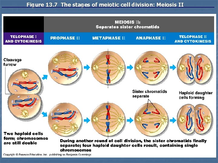 Figure 13. 7 The stages of meiotic cell division: Meiosis II Figure 13. 7 The stages of meiotic cell division: Meiosis II