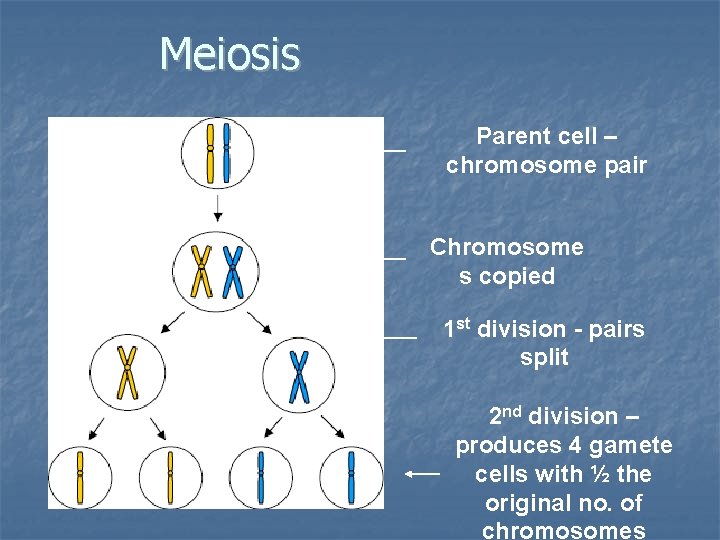 Meiosis Parent cell – chromosome pair Chromosome s copied 1 st division - pairs