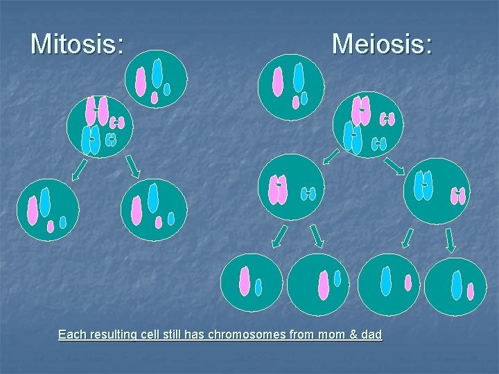 Mitosis: Meiosis: Each resulting cell still has chromosomes from mom & dad 