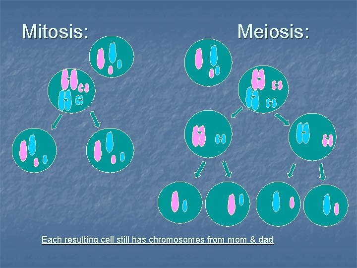 Mitosis: Meiosis: Each resulting cell still has chromosomes from mom & dad Mitosis: Meiosis: Each resulting cell still has chromosomes from mom & dad