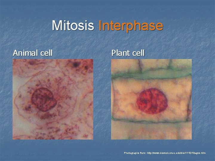 Mitosis Interphase Animal cell Plant cell Photographs from: http: //www. bioweb. uncc. edu/biol 1110/Stages. Mitosis Interphase Animal cell Plant cell Photographs from: http: //www. bioweb. uncc. edu/biol 1110/Stages.