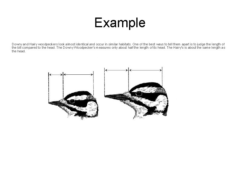 Example Downy and Hairy woodpeckers look almost identical and occur in similar habitats. One