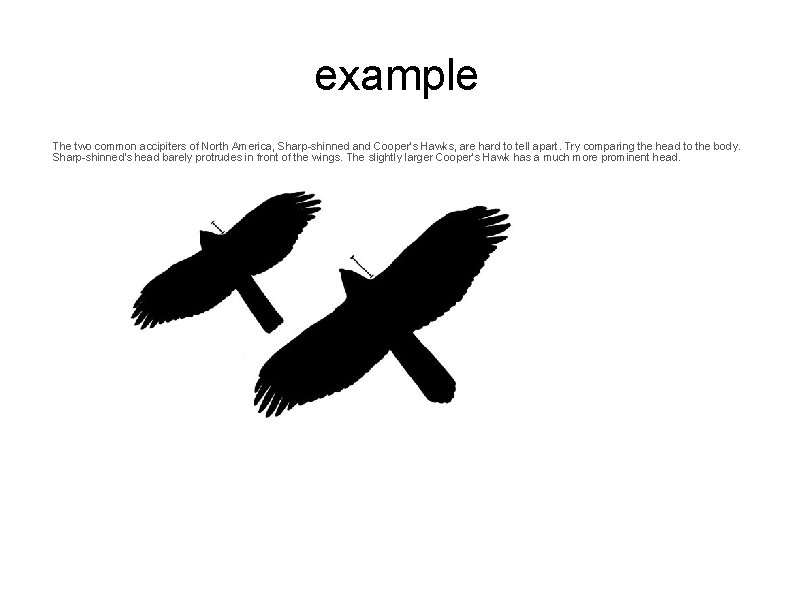 example The two common accipiters of North America, Sharp-shinned and Cooper's Hawks, are hard