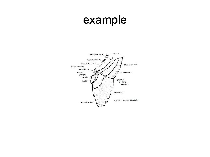 example 