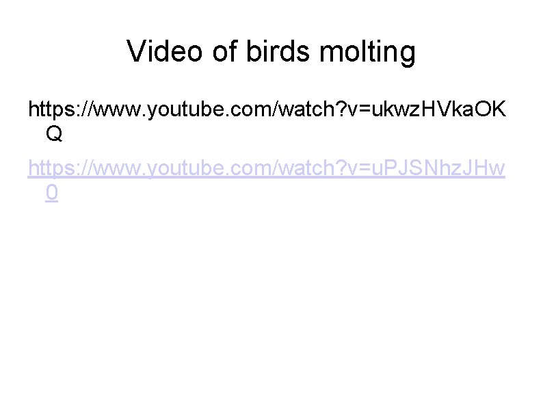 Video of birds molting https: //www. youtube. com/watch? v=ukwz. HVka. OK Q https: //www.