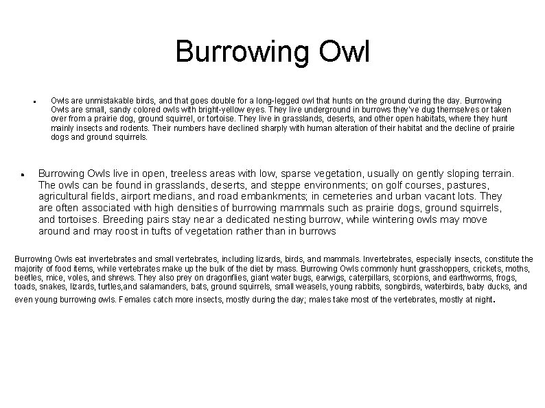 Burrowing Owls are unmistakable birds, and that goes double for a long-legged owl that