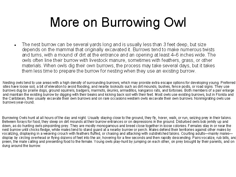More on Burrowing Owl The nest burrow can be several yards long and is