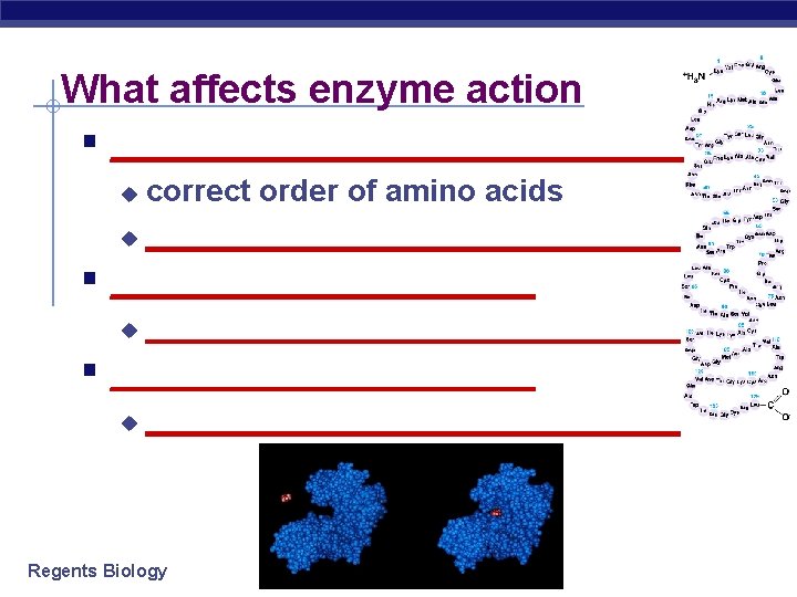What affects enzyme action § ________________ correct order of amino acids u ________________ u