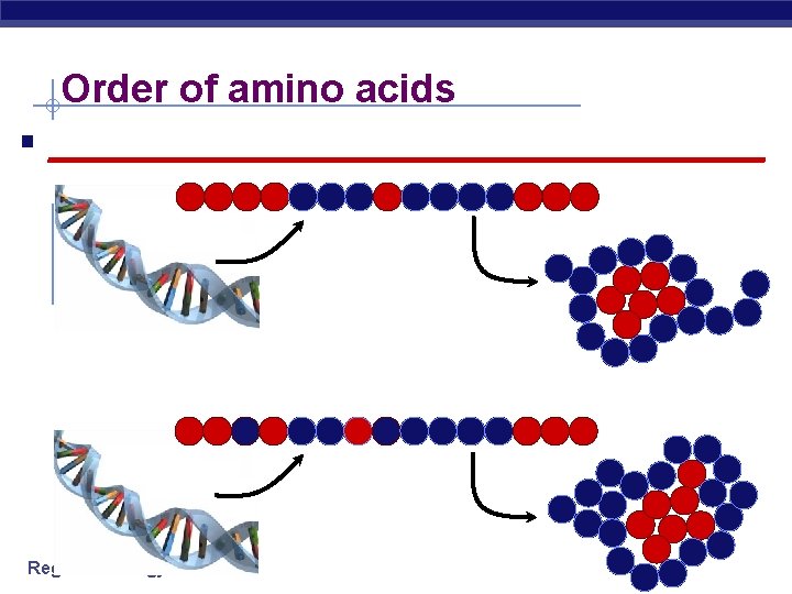 Order of amino acids § ____________________ Regents Biology 