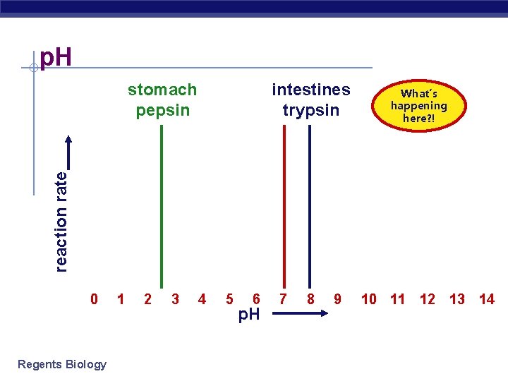 p. H intestines trypsin What’s happening here? ! reaction rate stomach pepsin 0 Regents