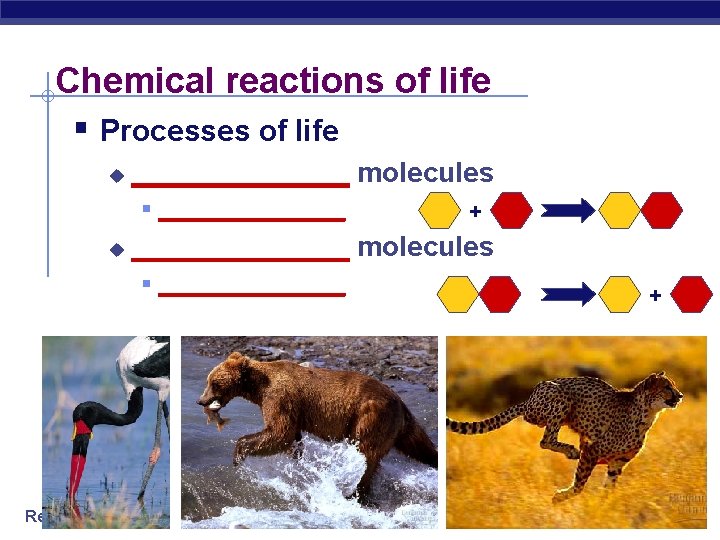 Chemical reactions of life § Processes of life u _______ molecules § _______ u