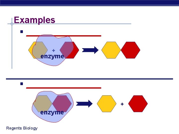 Examples § __________________ + enzyme Regents Biology 