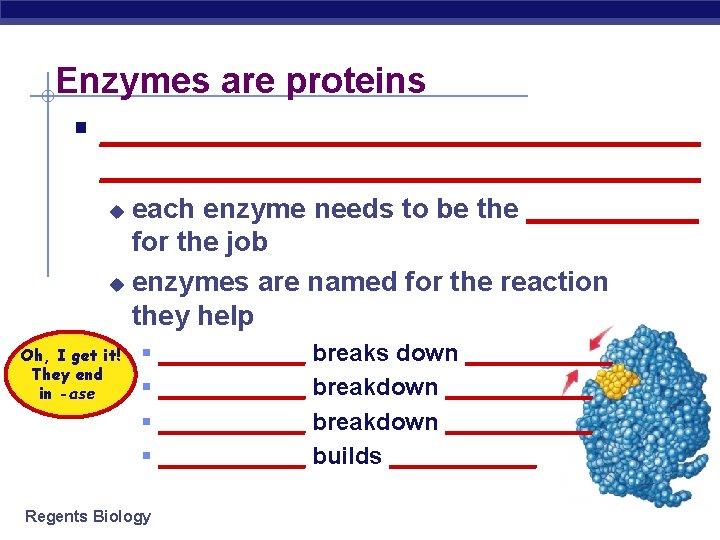 Enzymes are proteins § ____________________________________ each enzyme needs to be the ______ for the