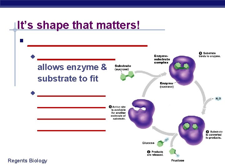 It’s shape that matters! § ____________ u u ________ allows enzyme & substrate to