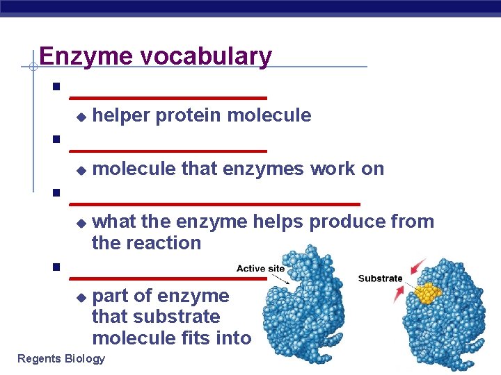Enzyme vocabulary § _________ u helper protein molecule § _________ u molecule that enzymes