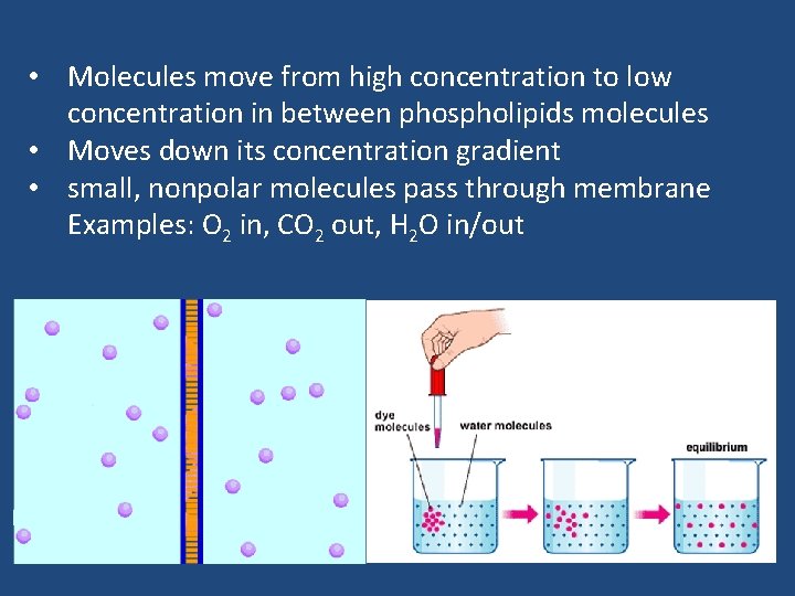  • Molecules move from high concentration to low concentration in between phospholipids molecules
