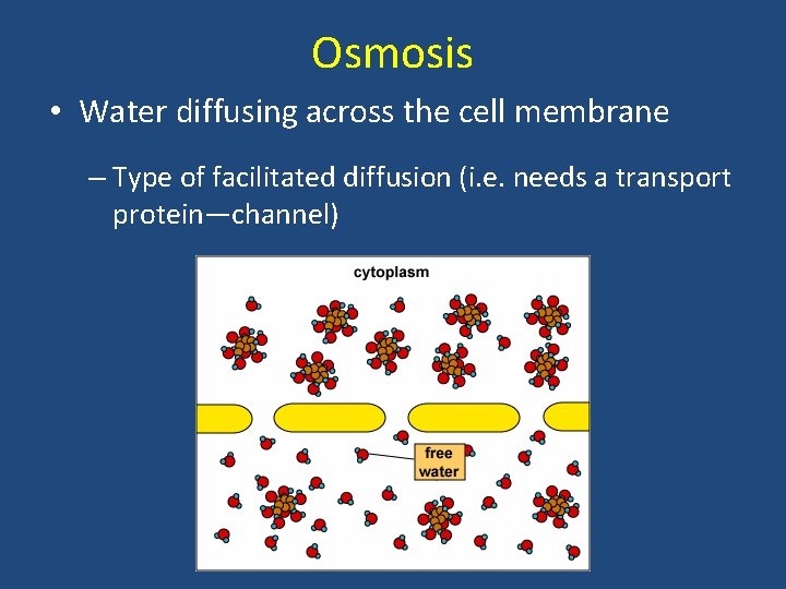 Osmosis • Water diffusing across the cell membrane – Type of facilitated diffusion (i.