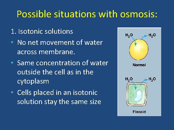 Possible situations with osmosis: 1. Isotonic solutions • No net movement of water across