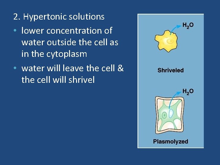 2. Hypertonic solutions • lower concentration of water outside the cell as in the