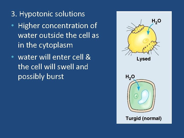 3. Hypotonic solutions • Higher concentration of water outside the cell as in the