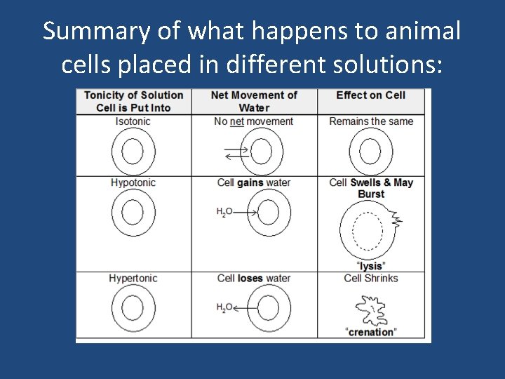 Summary of what happens to animal cells placed in different solutions: 
