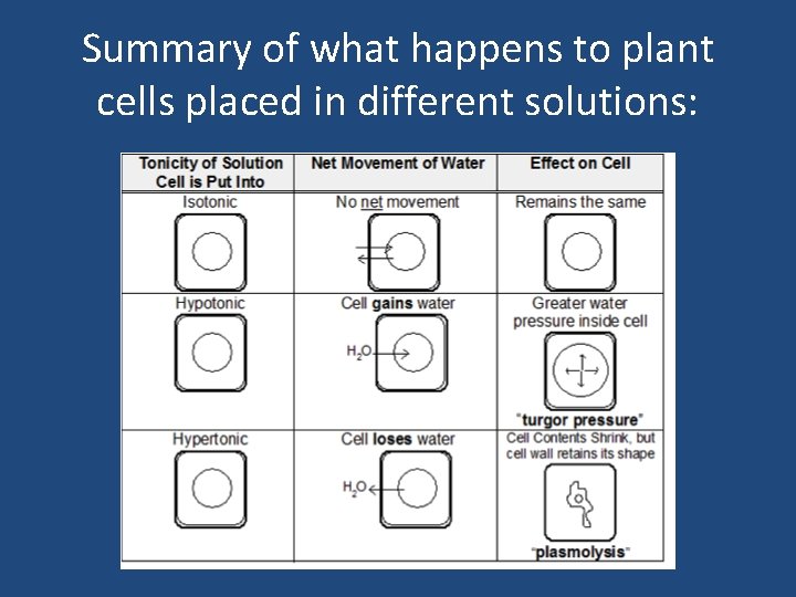 Summary of what happens to plant cells placed in different solutions: 