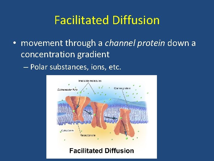 Facilitated Diffusion • movement through a channel protein down a concentration gradient – Polar