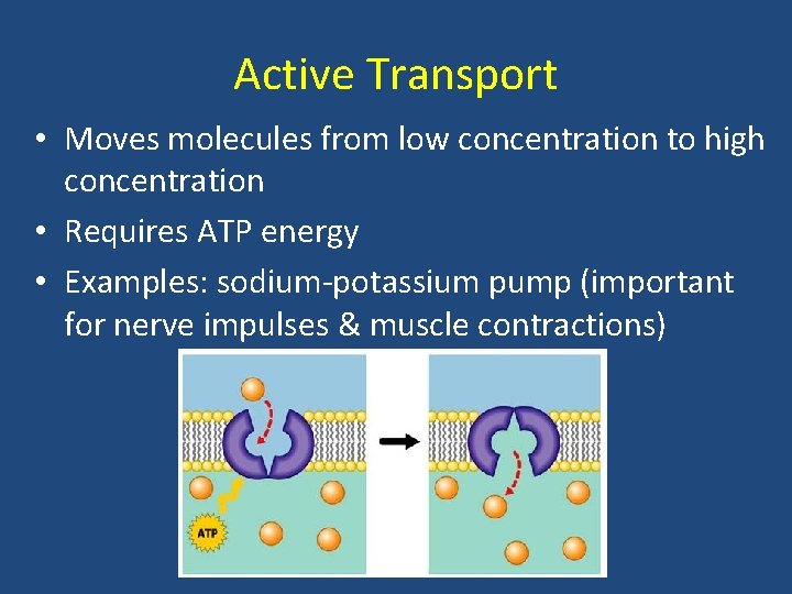 Active Transport • Moves molecules from low concentration to high concentration • Requires ATP