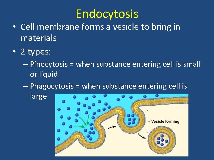 Endocytosis • Cell membrane forms a vesicle to bring in materials • 2 types: