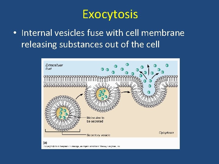 Exocytosis • Internal vesicles fuse with cell membrane releasing substances out of the cell