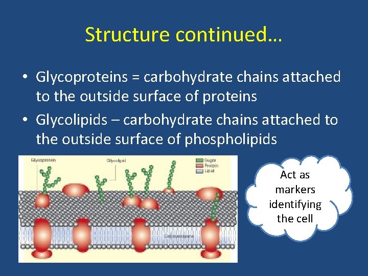 Structure continued… • Glycoproteins = carbohydrate chains attached to the outside surface of proteins