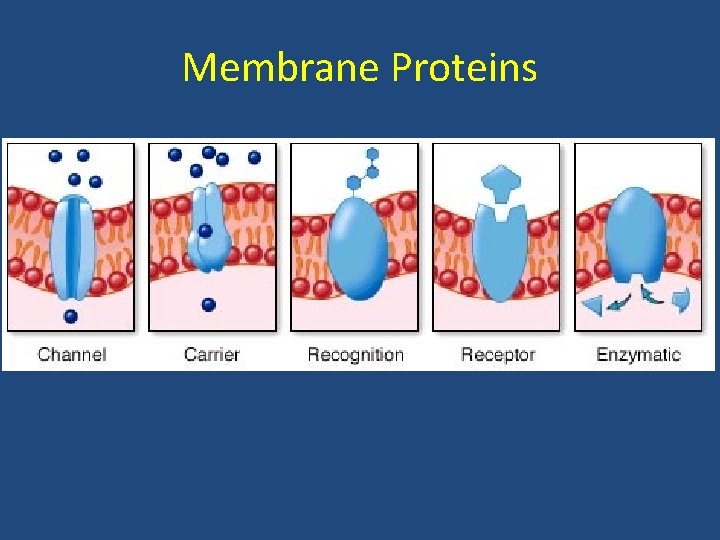 Membrane Proteins 