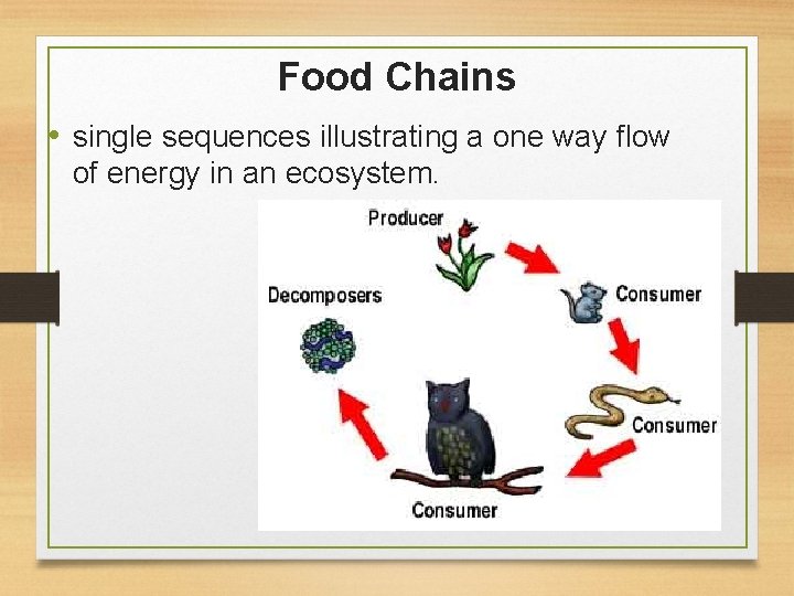 Food Chains • single sequences illustrating a one way flow of energy in an